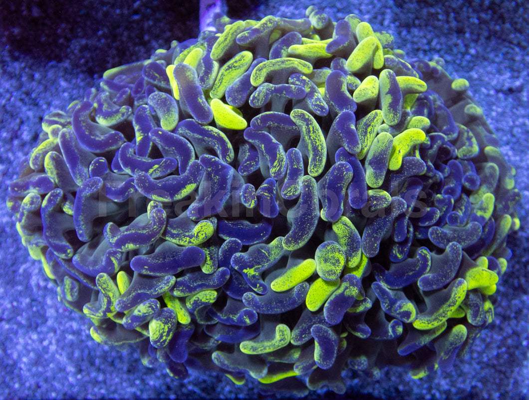 Blotchy Ancora Euphyllia – Australia Ultra Fluor