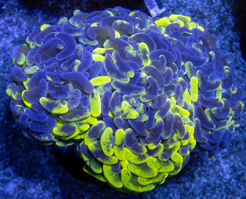 Blotchy Ancora Euphyllia – Australia Ultra Fluor