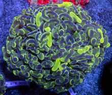 Load image into Gallery viewer, Blotchy Ancora Euphyllia – Australia Ultra Fluor