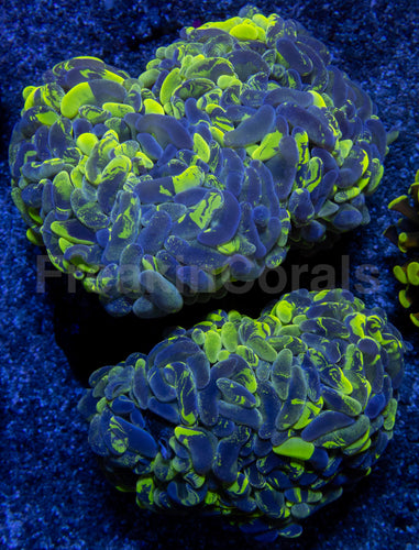 Blotchy Ancora Euphyllia – Australia Ultra Fluor