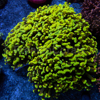 Yellow Tip Gold Tentacle Ancora Euphyllia – Mega Rare