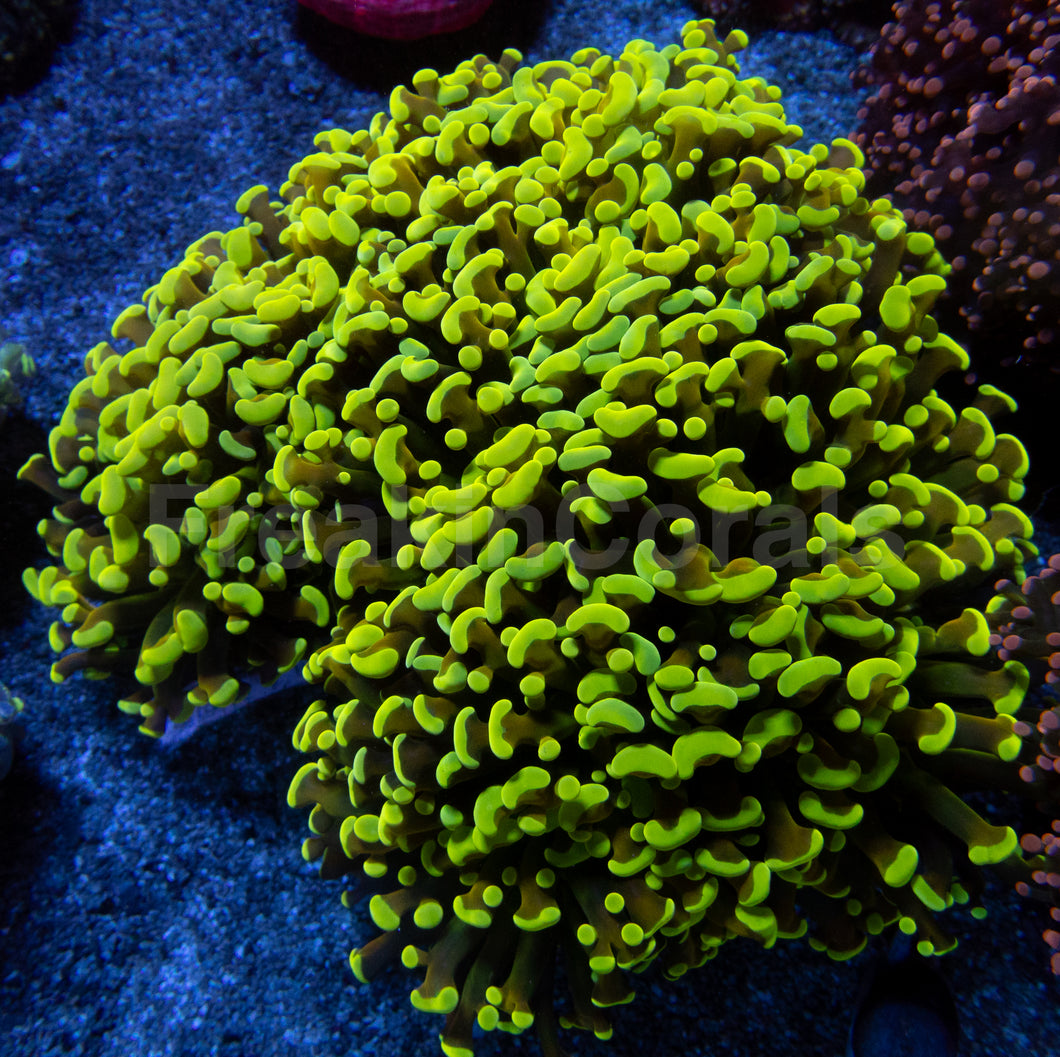 Yellow Tip Gold Tentacle Ancora Euphyllia – Mega Rare
