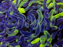 Load image into Gallery viewer, Blotchy Ancora Euphyllia – Australia Ultra Fluor
