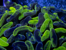 Load image into Gallery viewer, Blotchy Ancora Euphyllia – Australia Ultra Fluor