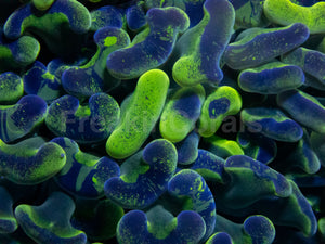 Blotchy Ancora Euphyllia – Australia Ultra Fluor