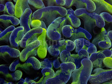 Load image into Gallery viewer, Blotchy Ancora Euphyllia – Australia Ultra Fluor