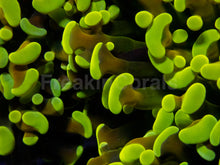 Carregar imagem no visualizador da galeria, Yellow Tip Gold Tentacle Ancora Euphyllia – Mega Rare