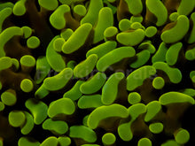 Carregar imagem no visualizador da galeria, Yellow Tip Gold Tentacle Ancora Euphyllia – Mega Rare