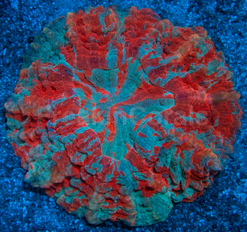 Ultra Rainbow Acanthophyllia – Orange & Blue