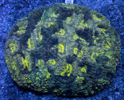 Blotchy Favia – Australialps
