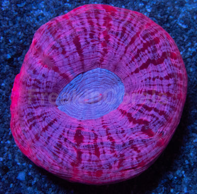 Cynarina Pink Mouth – Red Border with Blue Strikes