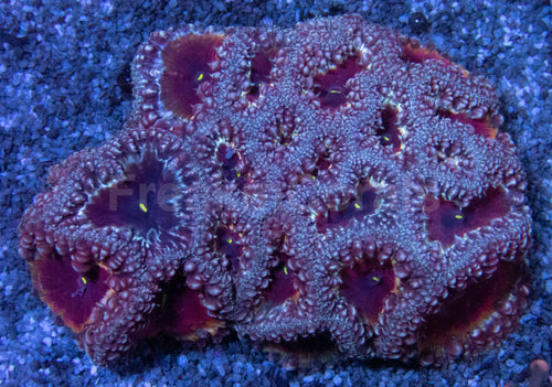 Blastomussa wellsi – Red with White Border