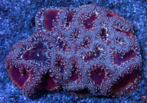 Blastomussa wellsi – Red with White Border