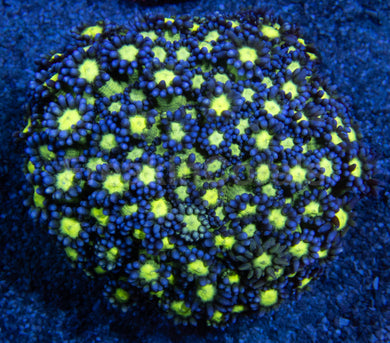 Glitter Goniopora Colony