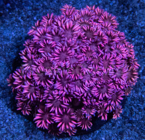 Full Pink Goniopora Colony