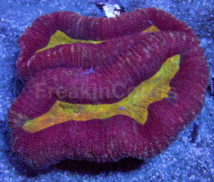 Gold Mouth Red Lobophyllia