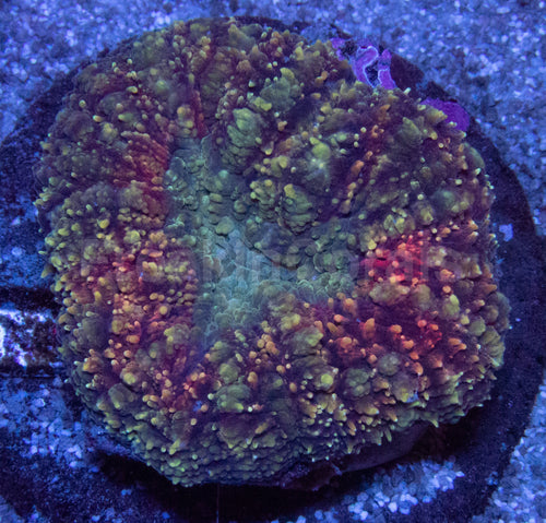 Green and Red Lobophyllia