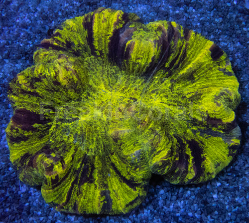 Toxic Fluor Trachyphyllia Ultra