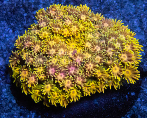 Full Yellow Goniopora Colony Australia - Ultra Colour