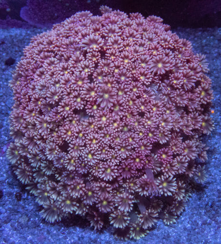 Pink/Red with Yellow Eye Long Polyp Goniopora Colony XL Size