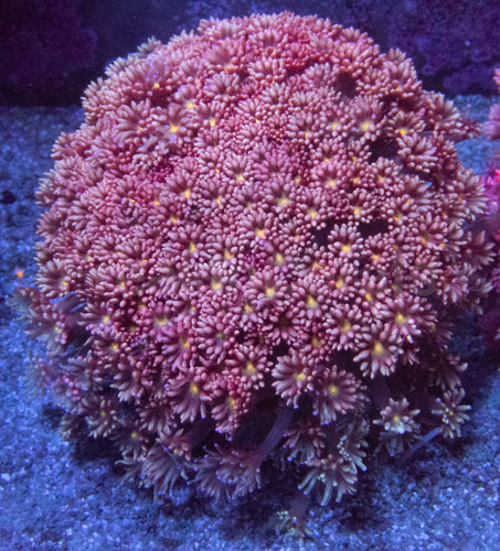 Pink/Red with Yellow Eye Long Polyp Goniopora Colony XL Size
