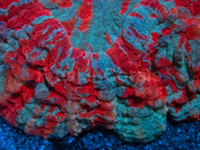 Carregar imagem no visualizador da galeria, Ultra Rainbow Acanthophyllia – Orange &amp; Blue