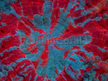 Carregar imagem no visualizador da galeria, Ultra Rainbow Acanthophyllia – Orange &amp; Blue