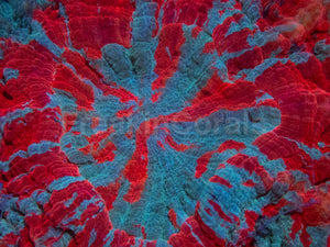 Ultra Rainbow Acanthophyllia – Orange &amp; Blue