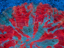 Carregar imagem no visualizador da galeria, Ultra Rainbow Acanthophyllia – Orange &amp; Blue