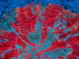 Ultra Rainbow Acanthophyllia – Orange &amp; Blue