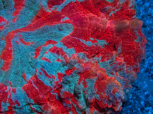 Carregar imagem no visualizador da galeria, Ultra Rainbow Acanthophyllia – Orange &amp; Blue