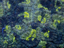 Carregar imagem no visualizador da galeria, Blotchy Favia – Australialps