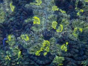 Blotchy Favia – Australialps