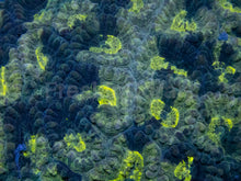 Carregar imagem no visualizador da galeria, Blotchy Favia – Australialps