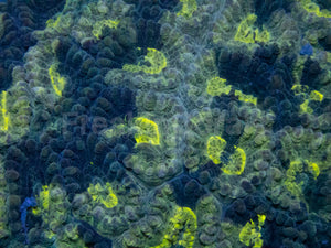 Blotchy Favia – Australialps