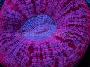 Cynarina Pink Mouth – Red Border with Blue Strikes