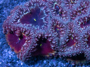 Blastomussa wellsi – Red with White Border