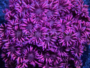 Full Pink Goniopora Colony