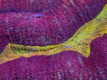 Load image into Gallery viewer, Gold Mouth Red Lobophyllia