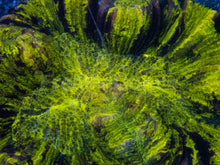 Carregar imagem no visualizador da galeria, Toxic Fluor Trachyphyllia Ultra