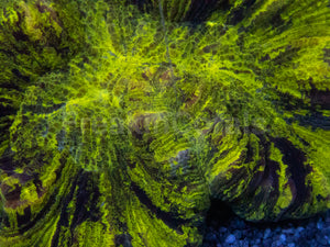 Toxic Fluor Trachyphyllia Ultra