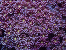 Carregar imagem no visualizador da galeria, Pink/Red with Yellow Eye Long Polyp Goniopora Colony XL Size
