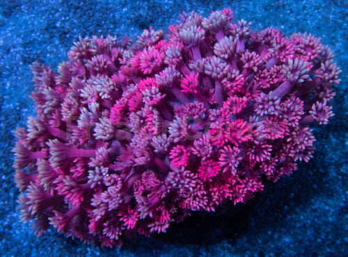 True Fusion Goniopora Colony – Three Colour (Pink, Grey & Red), Ultra Rare