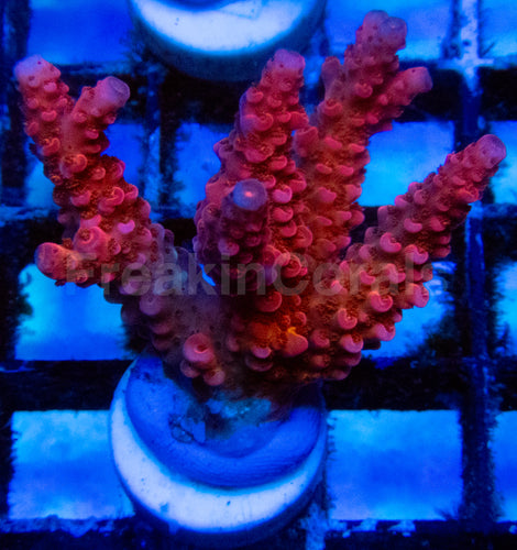 High-End Acropora Coral Frag