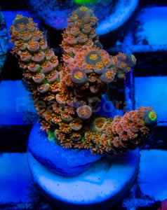 High-End Acropora Coral Frag
