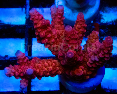 High-End Acropora Coral Fragsps