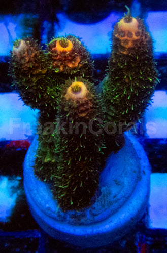 High-End Acropora Coral Frag