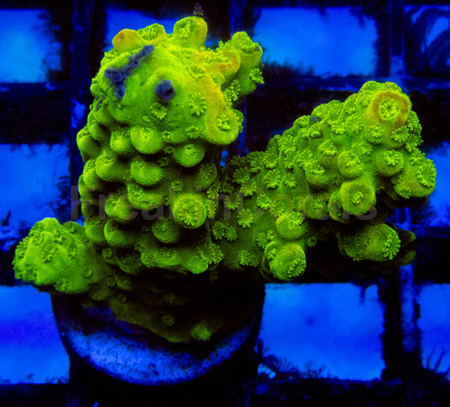 High-End Acropora Coral Frag