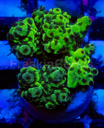 High-End Acropora Coral Frag