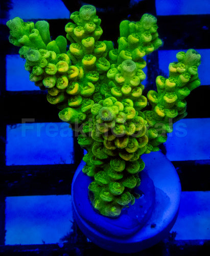 High-End Acropora Coral Frag